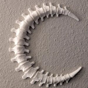 White Crescent Spine Wall Art -3D Printed